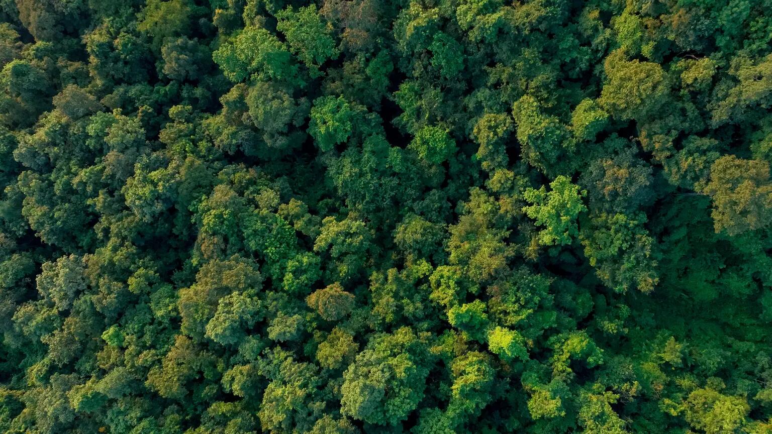 View of trees from above