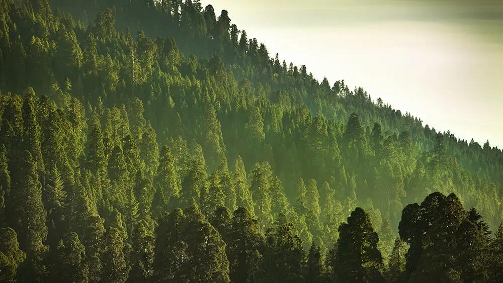 Trees on a mountain at sunset