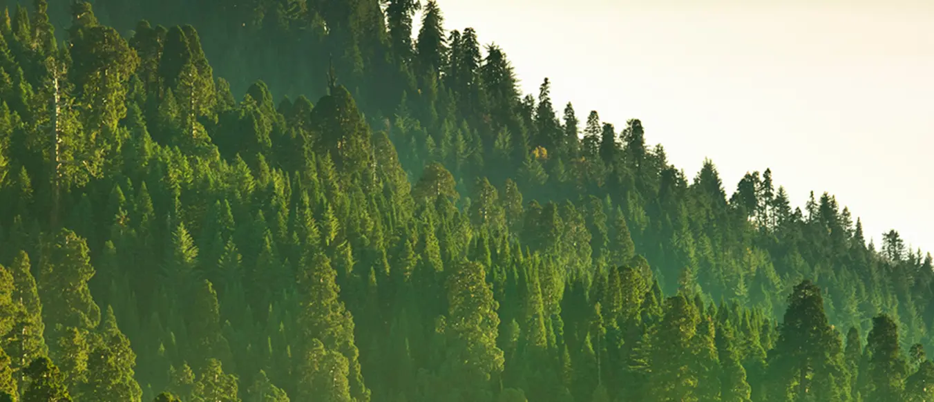 trees