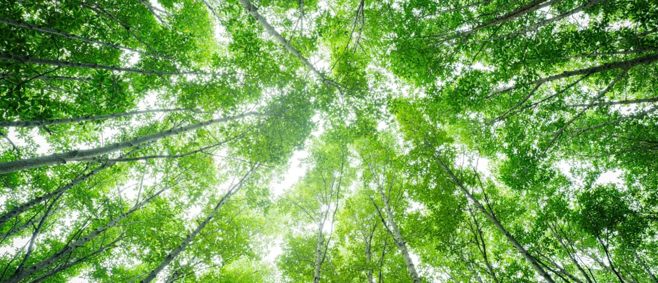 View of trees