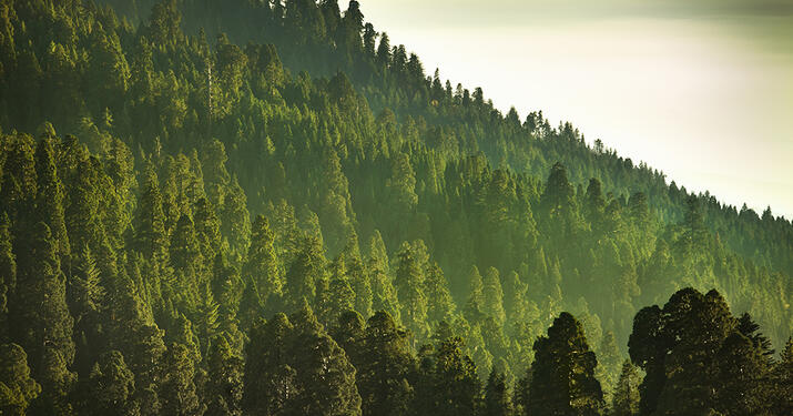 Sustainability