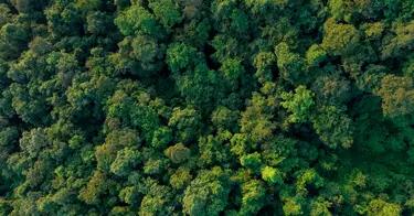 View of the trees from above
