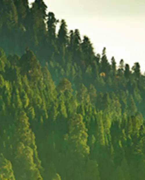 trees